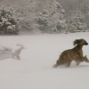 dzjalla in de sneeuw