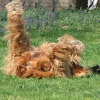 dzjalla in het gras