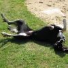 isis in het gras