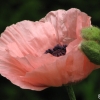 papaver