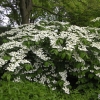 viburnum mariesii