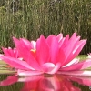 waterlelie